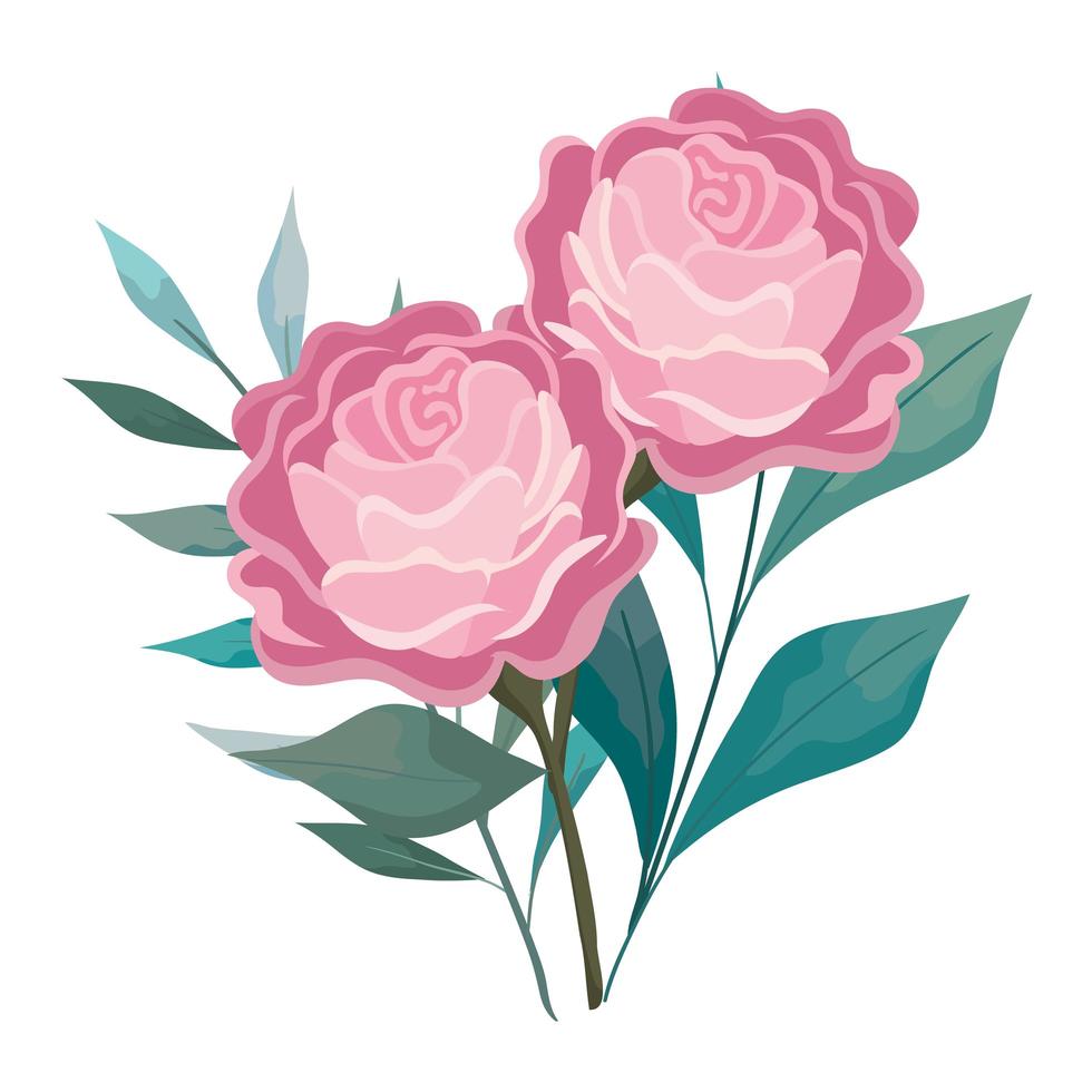 rosor blommar rosa med blad som målar vektordesign vektor