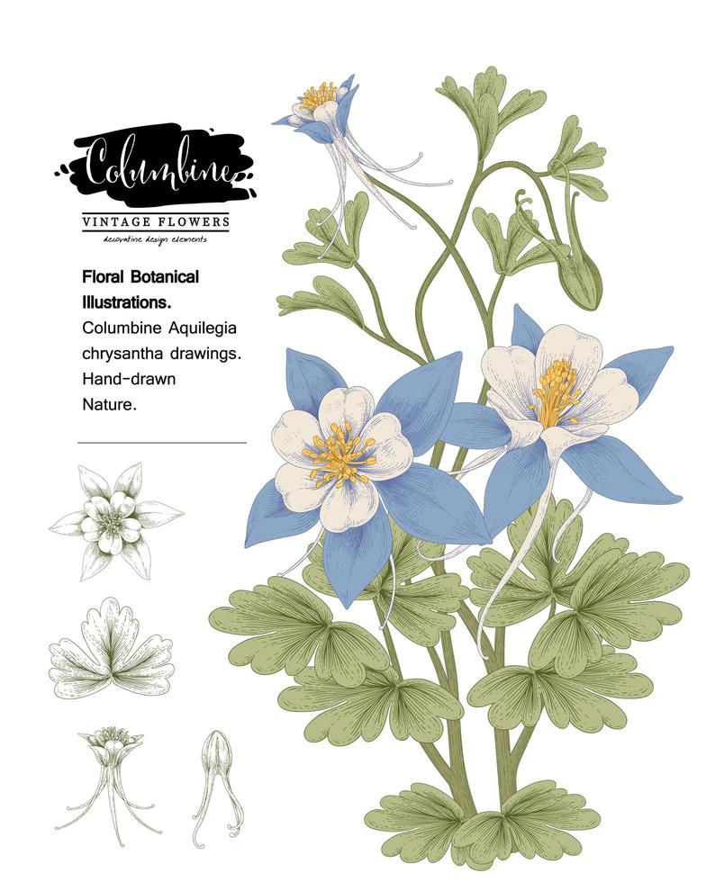 Columbine blomma handritade botaniska illustrationer. vektor