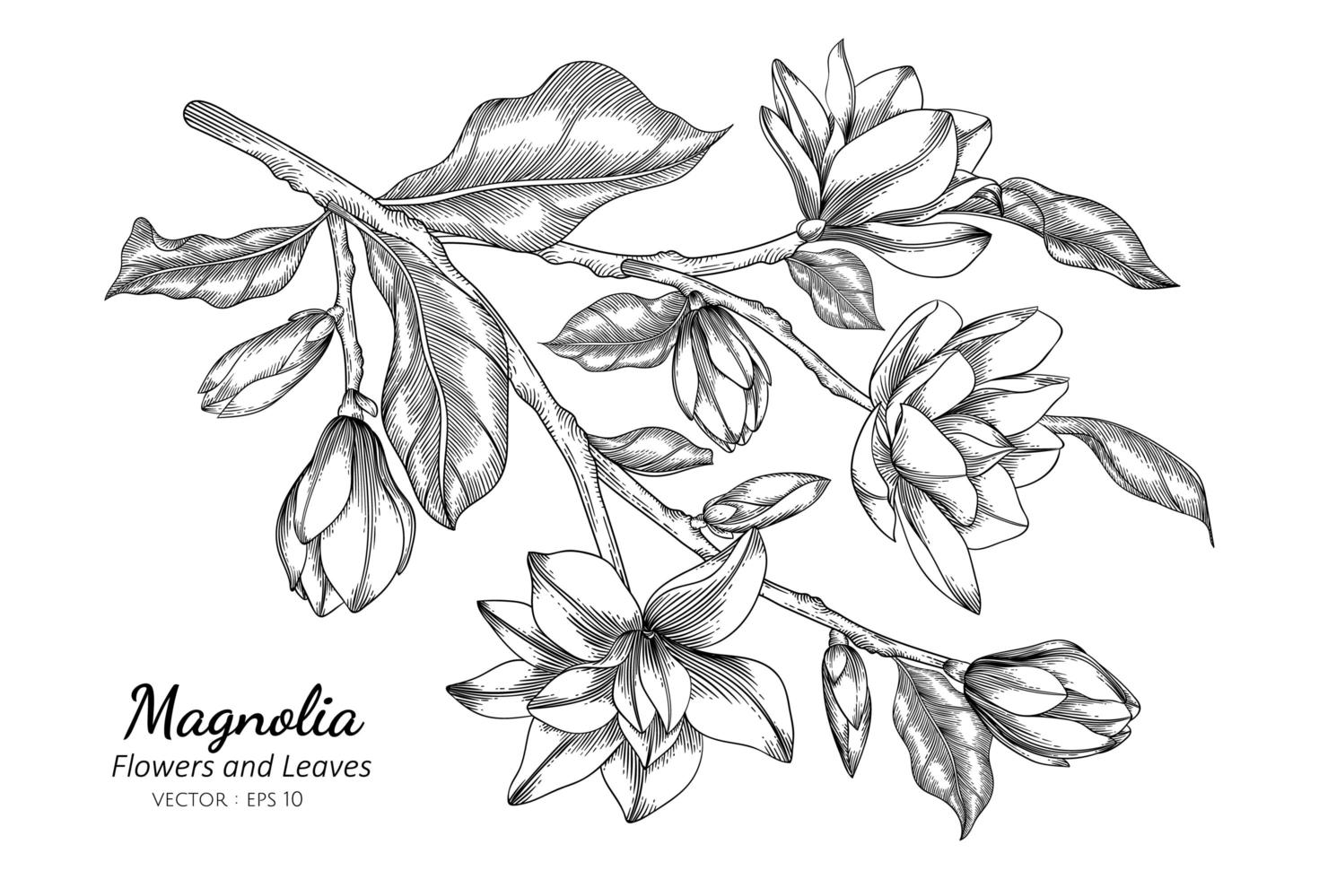magnolia blomma och blad ritning illustration med konturteckningar på vita bakgrunder vektor