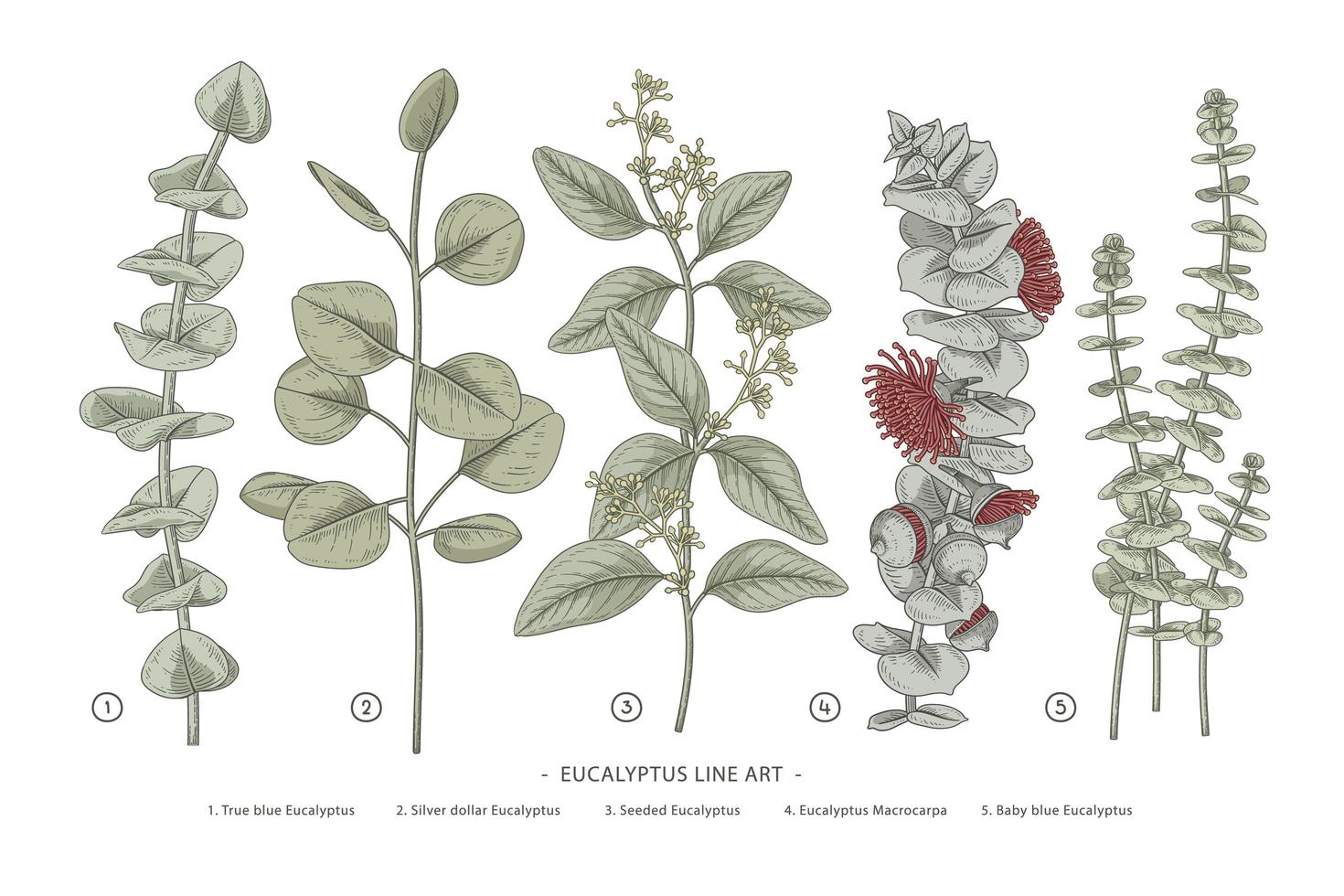 Hand gezeichnete botanische Illustrationen des Eukalyptuszweigsatzes. vektor