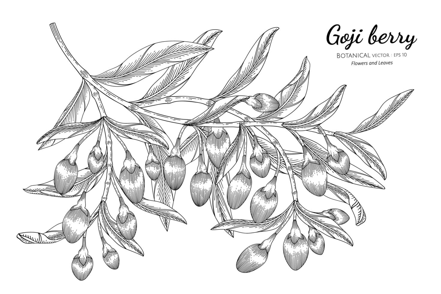gezeichnete botanische Illustration der Goji-Beerenfruchthand mit Strichzeichnungen auf weißem Hintergrund vektor