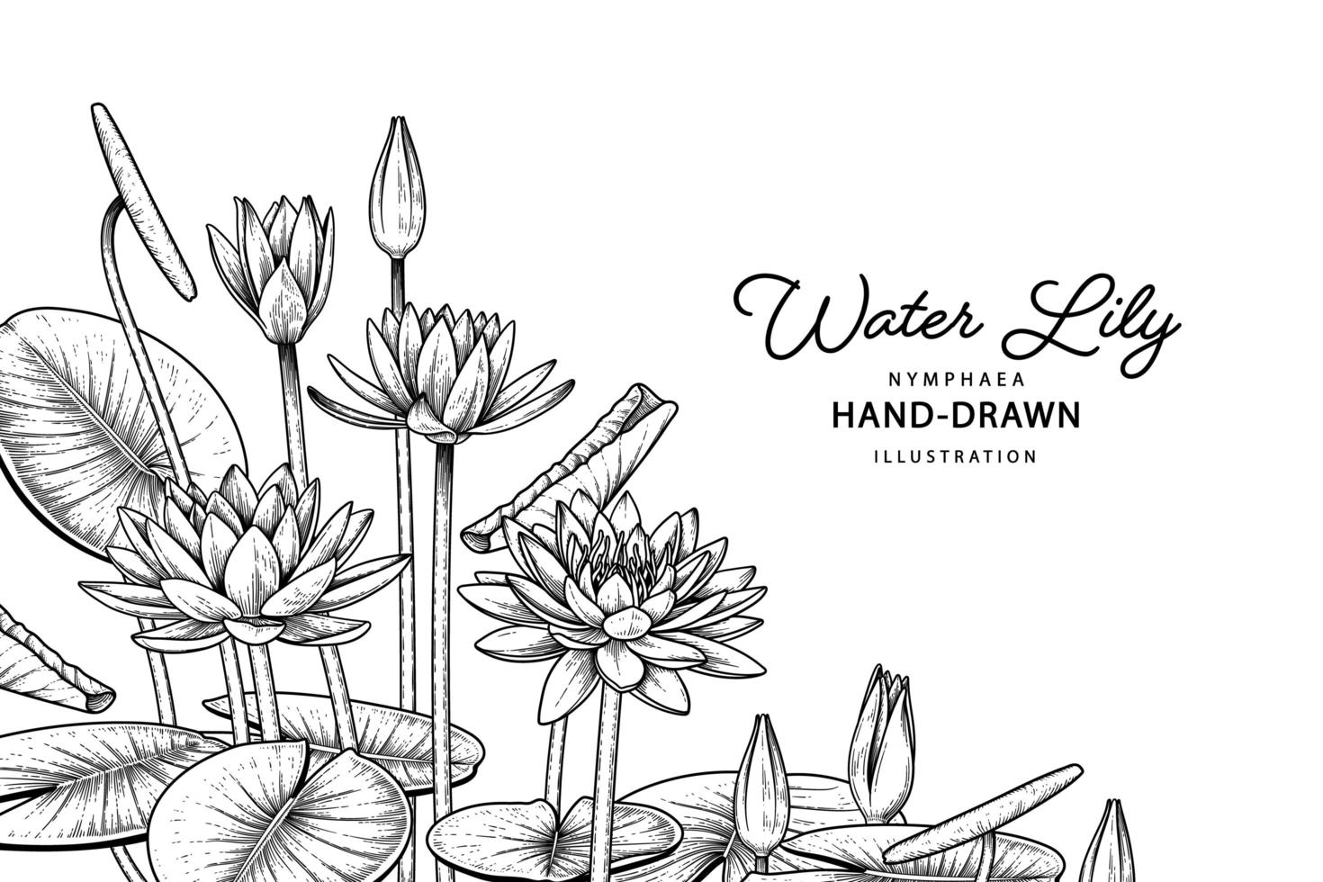 näckrosblomma handritade botaniska illustrationer. vektor