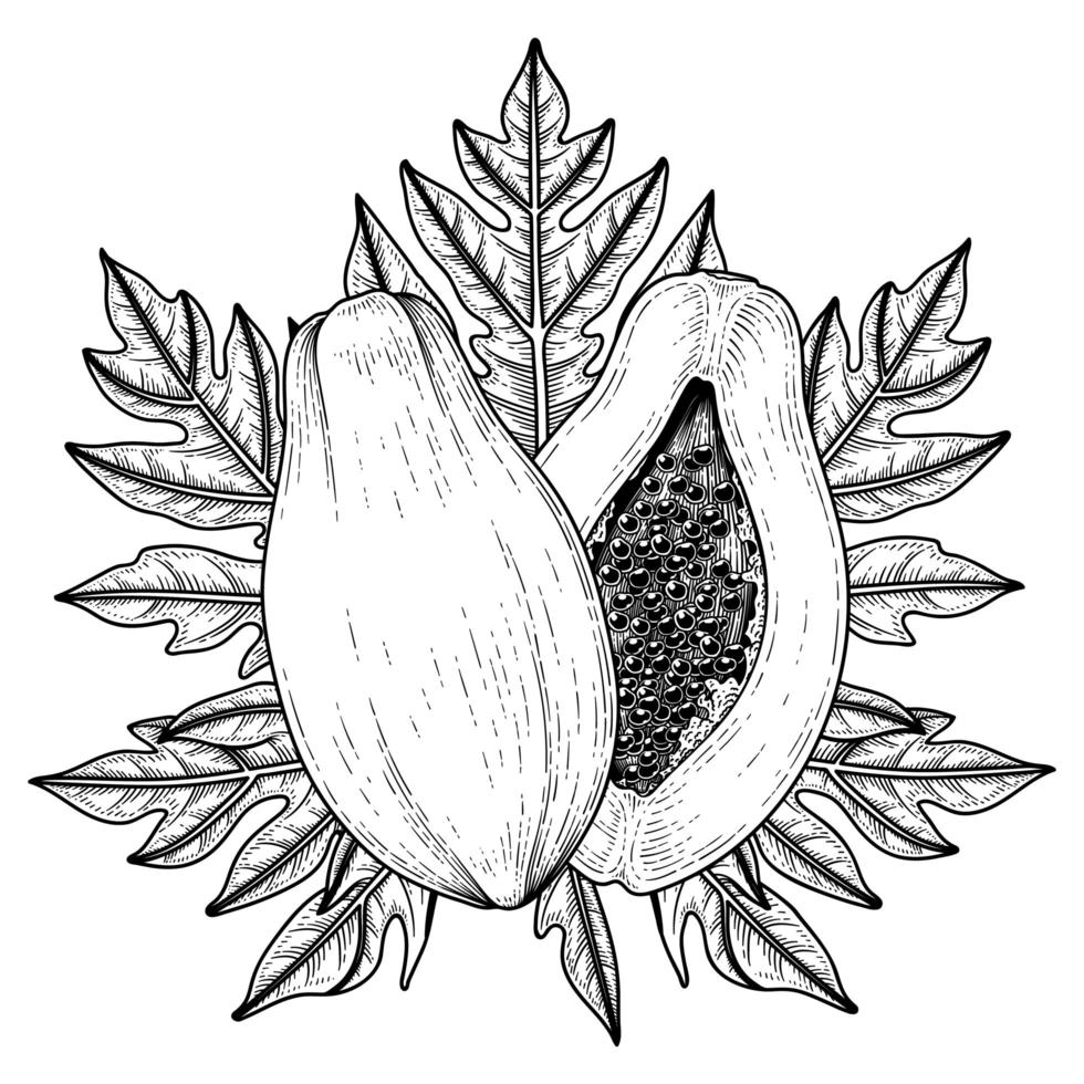 uppsättning papaya frukt handritad element botaniska illustration vektor