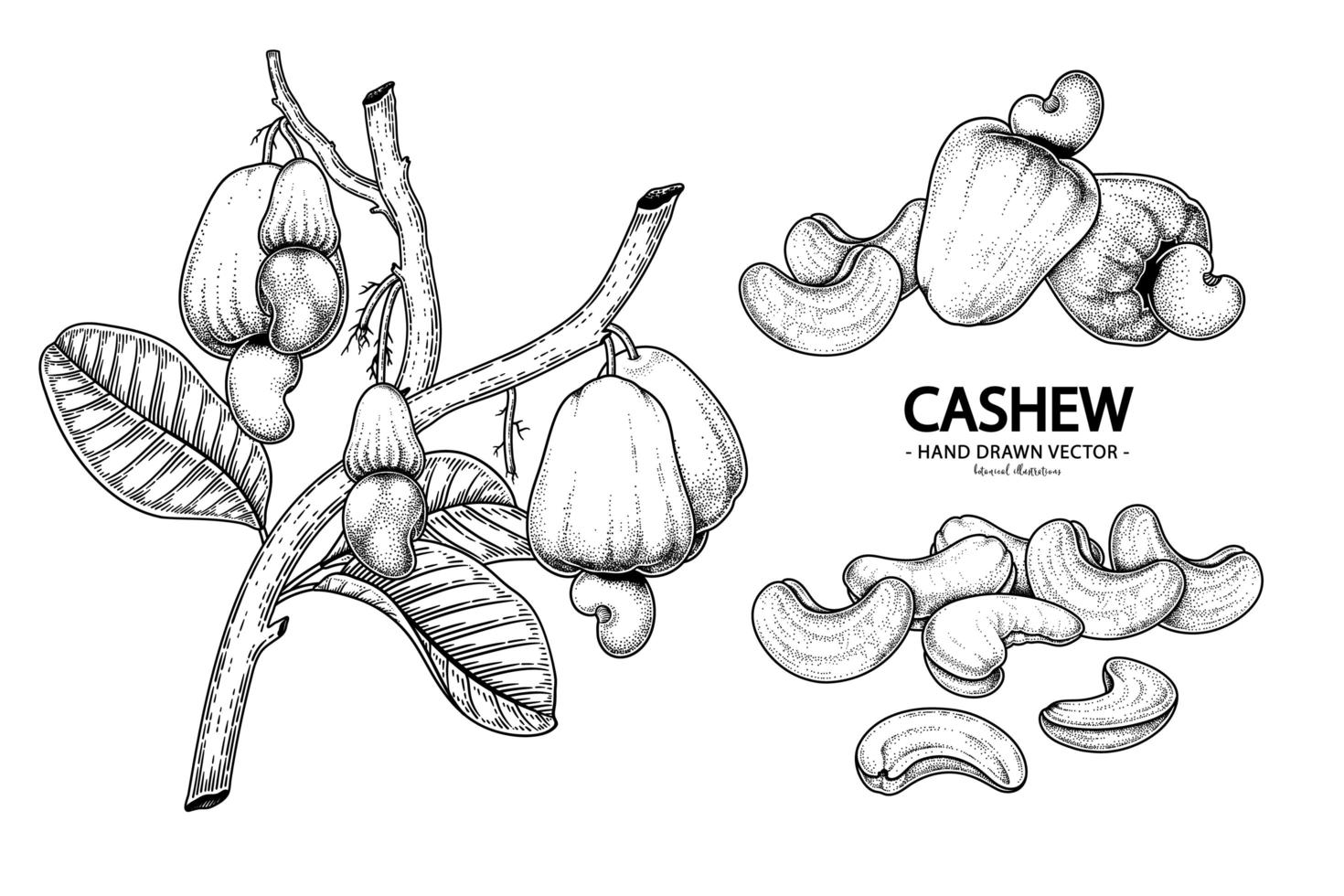 Satz gezeichnete Elemente der botanischen Illustration der Hand der Cashewfrucht vektor