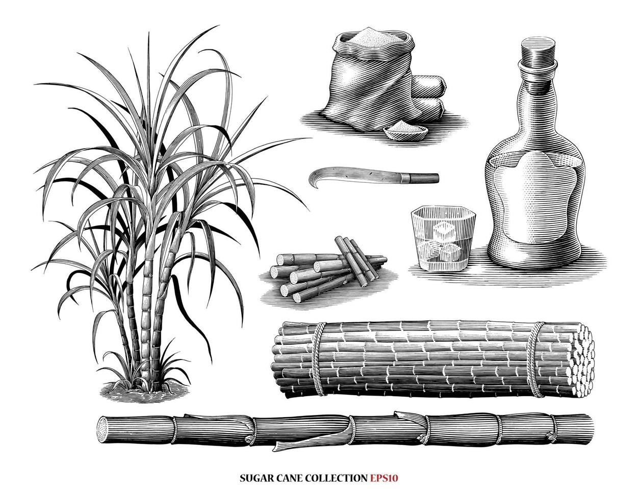 Zuckerrohrbaum mit Produktkollektionsillustration Vintage Gravurart Schwarzweiss-Kunst lokalisiert auf weißem Hintergrund vektor