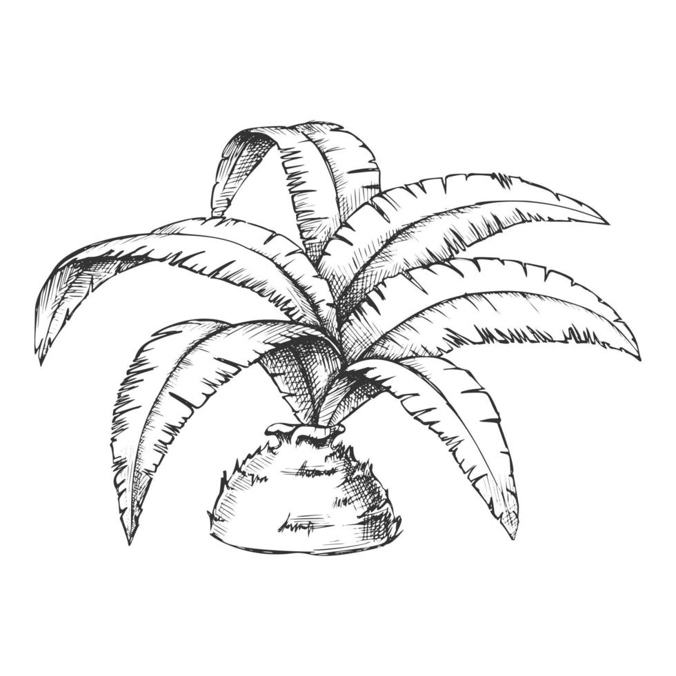 niedrige Flasche Palme tropischer Baum Monochrom-Vektor vektor