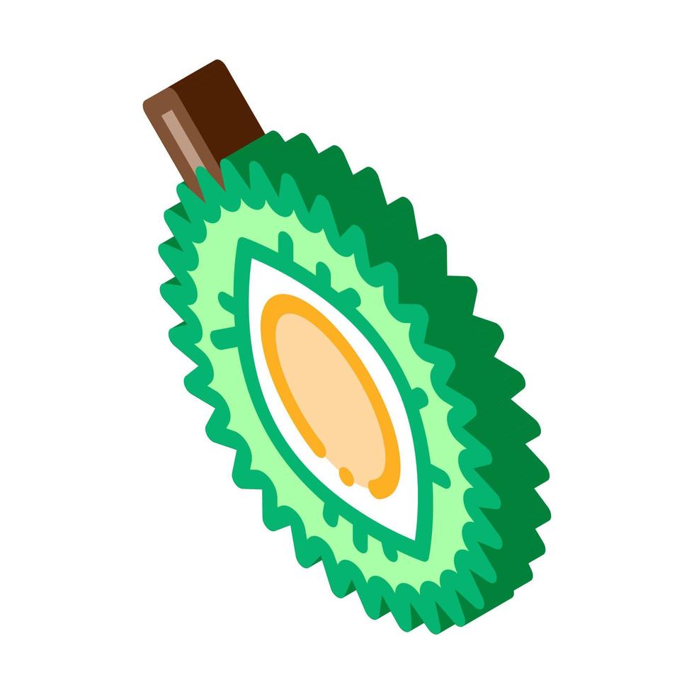 durian geschnittene tropische frucht isometrische symbolvektorillustration vektor