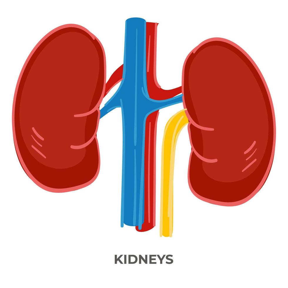 njurar av mänsklig organism, biologi och anatomi vektor