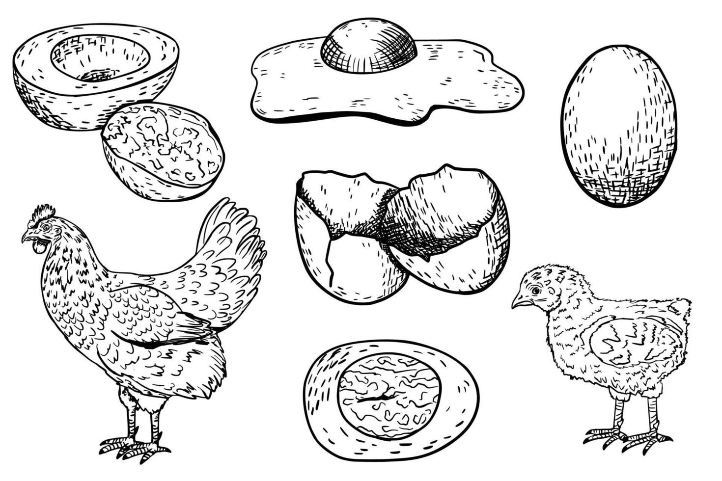 Hühnerei. Handzeichnung. vektorillustration in einem modernen stil. Linie. skizzieren. für Ihre Gestaltung. vektor