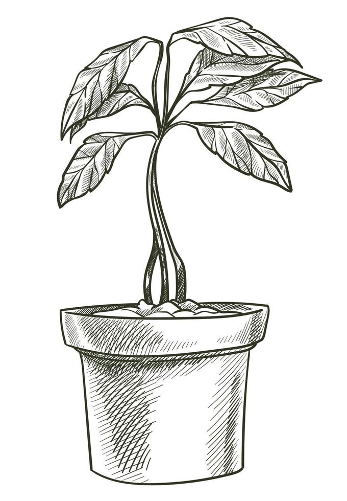 Avocadobaum-Gemüseanbau im Topf, vegetarisch vektor