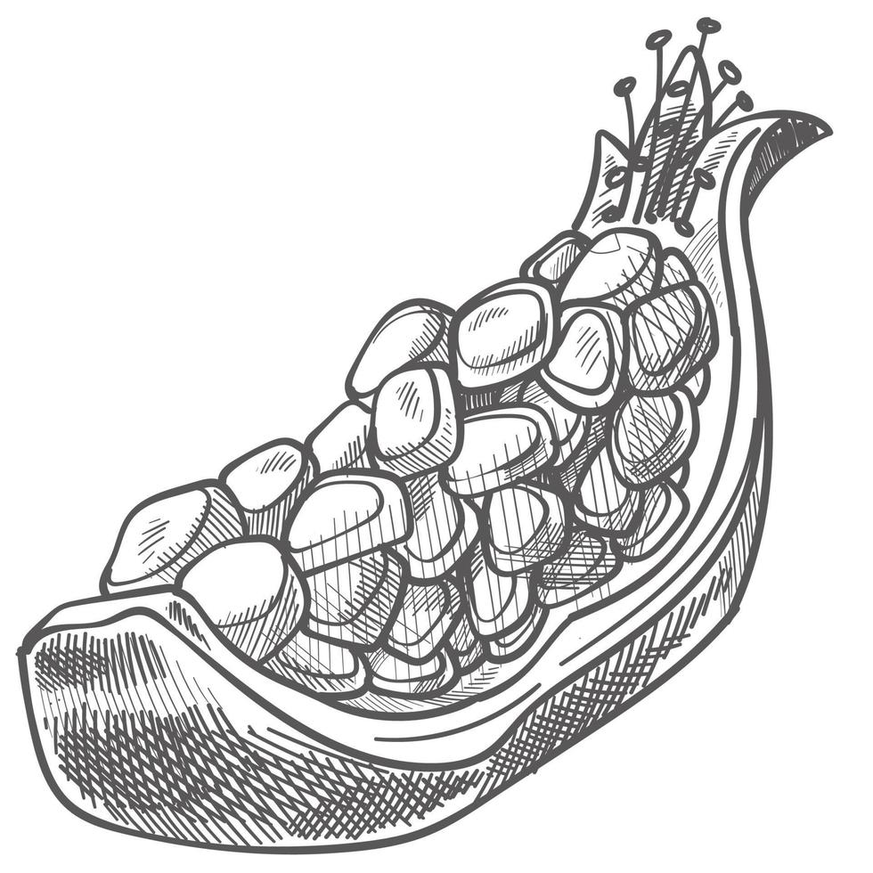 Granatapfel süße reife Frucht mit Samen und Schale vektor