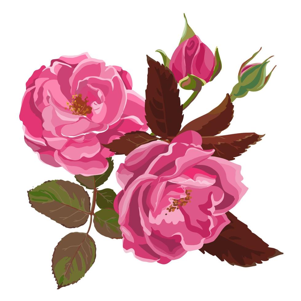 blühende blume mit knospen und blättern, rosa rose vektor