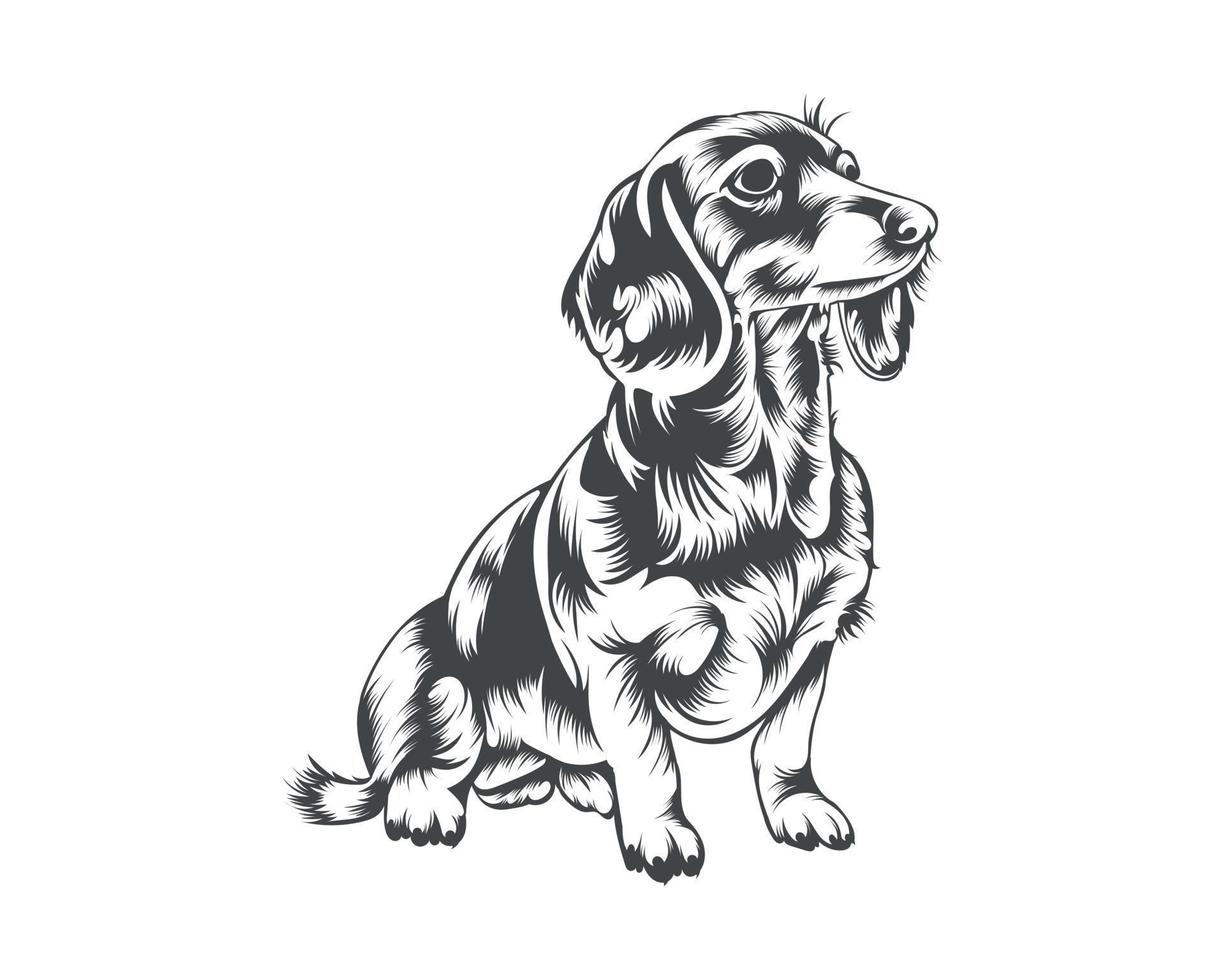 tax hund ras vektor illustration, tax hund vektor på vit bakgrund för t-shirt, logotyp, och andra