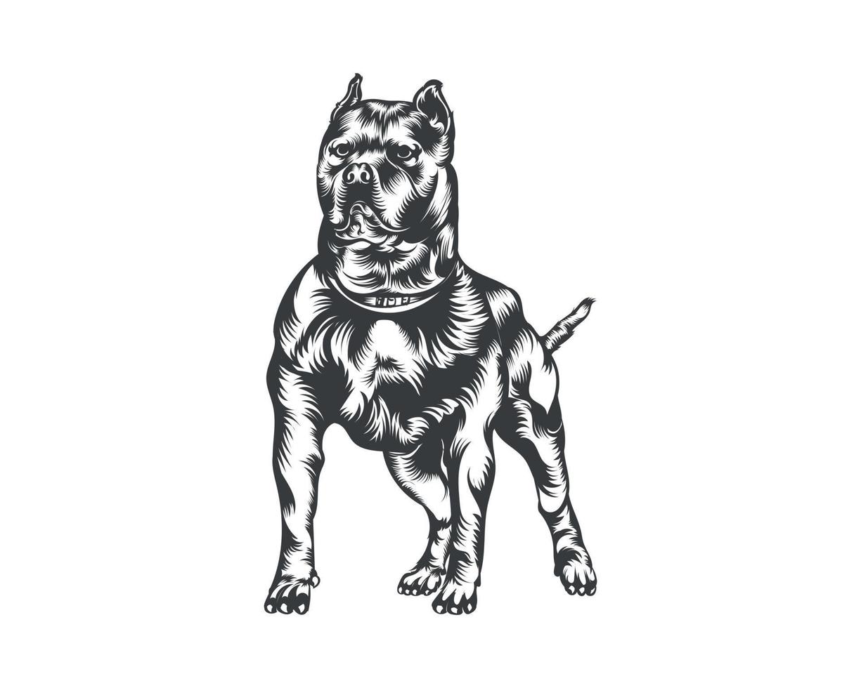 pitbull hund ras vektor illustration, pitbull hund vektor på vit bakgrund för t-shirt, logotyp och andra