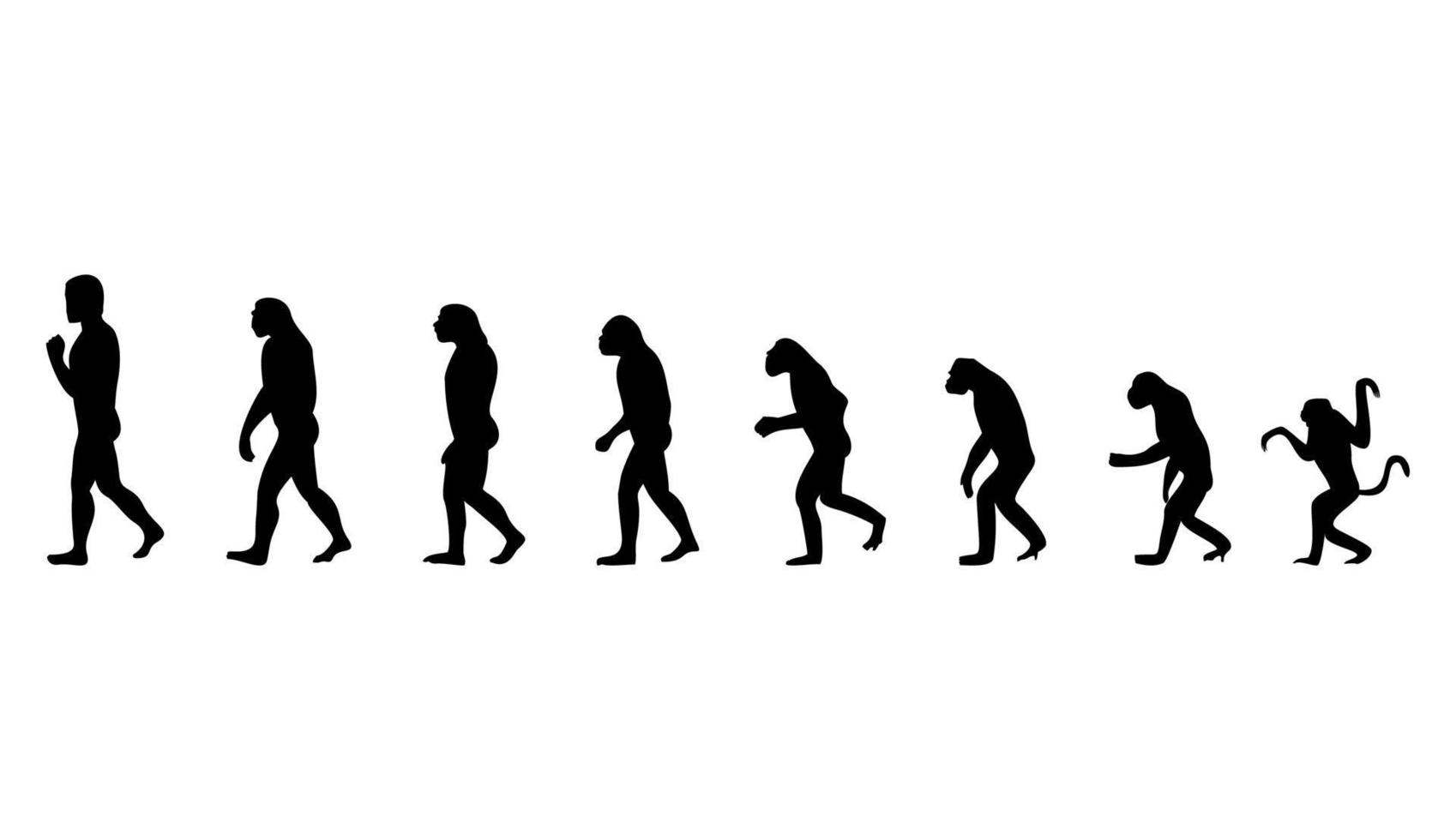 Evolution från en apa till de person. en vektor illustration