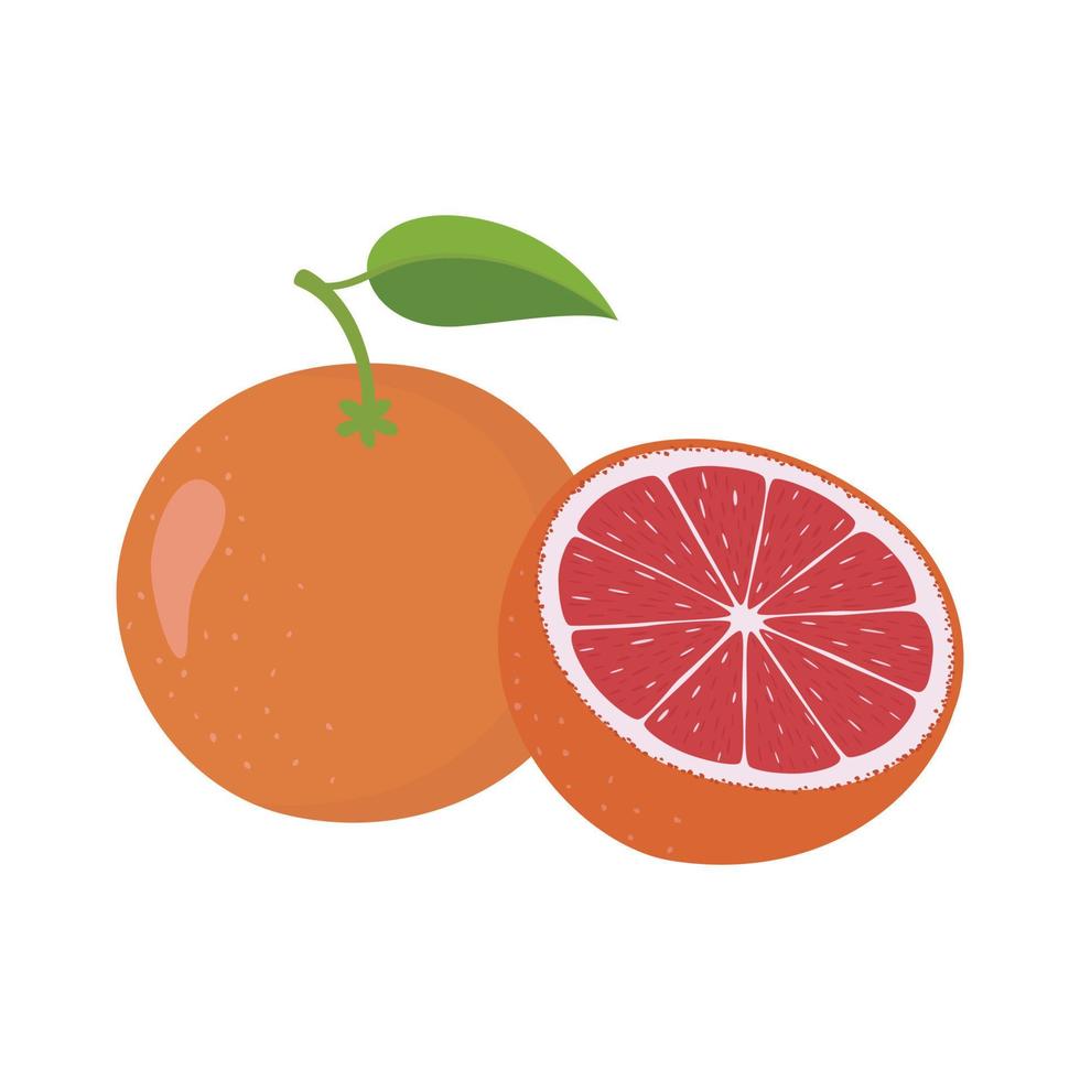 Grapefruit-Illustrationsfrucht vektor