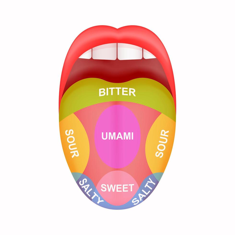 Herausstrecken der Zunge mit Karte markiert bitter sauer salzig süß und Umami-Zonen Mythos der menschlichen Geschmacksknospen vektor