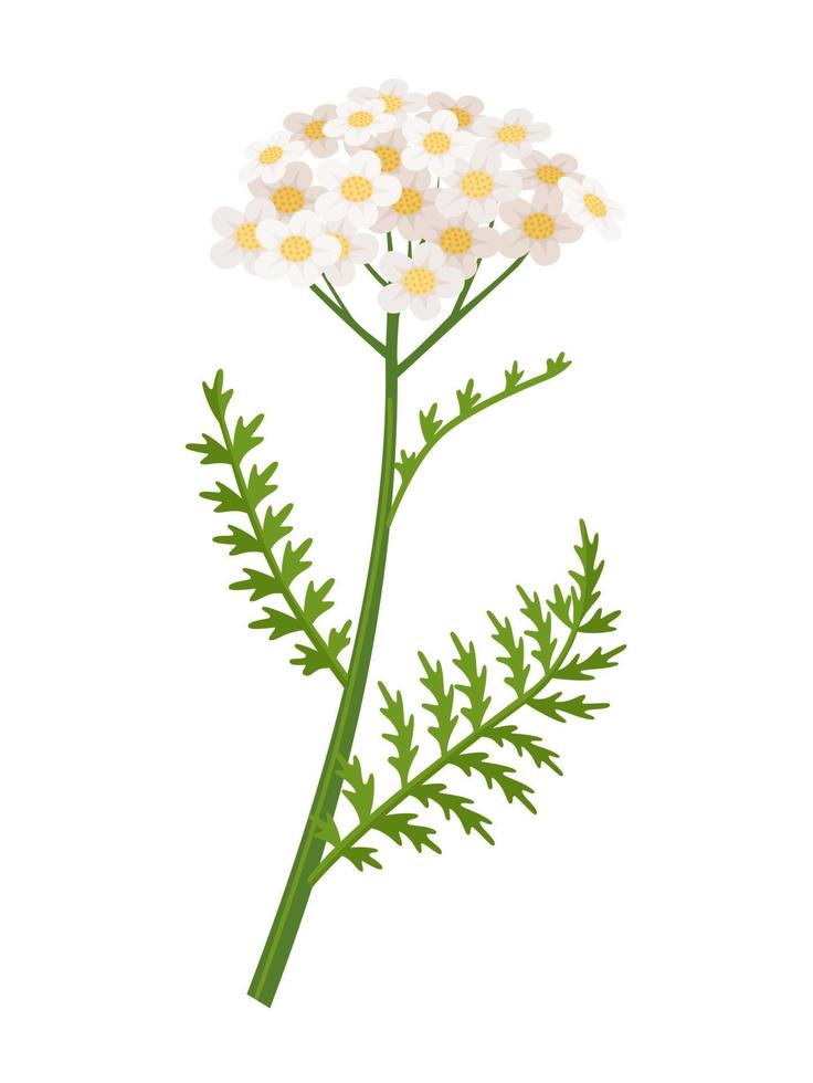 Schafgarbenblumenvektorillustration, wissenschaftlicher Name Achillea Millefolium, lokalisiert auf weißem Hintergrund. vektor