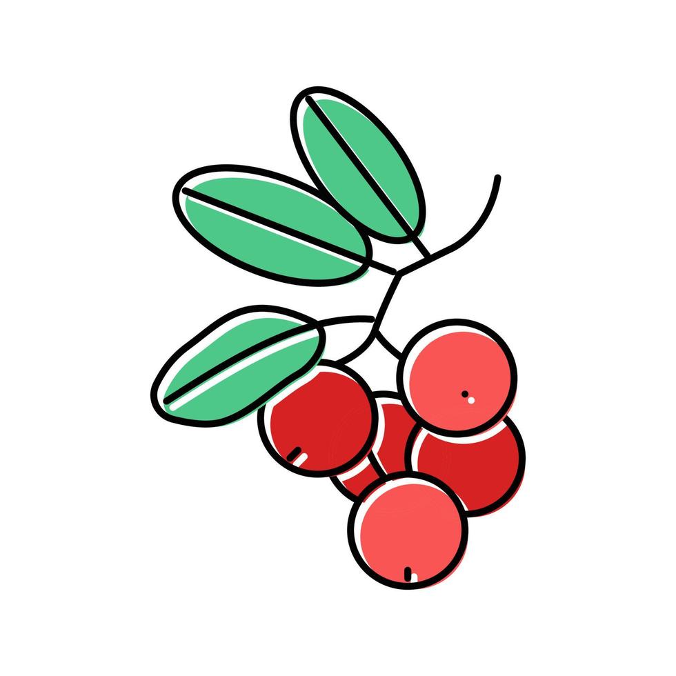 Preiselbeere Beere Farbe Symbol Vektor Illustration