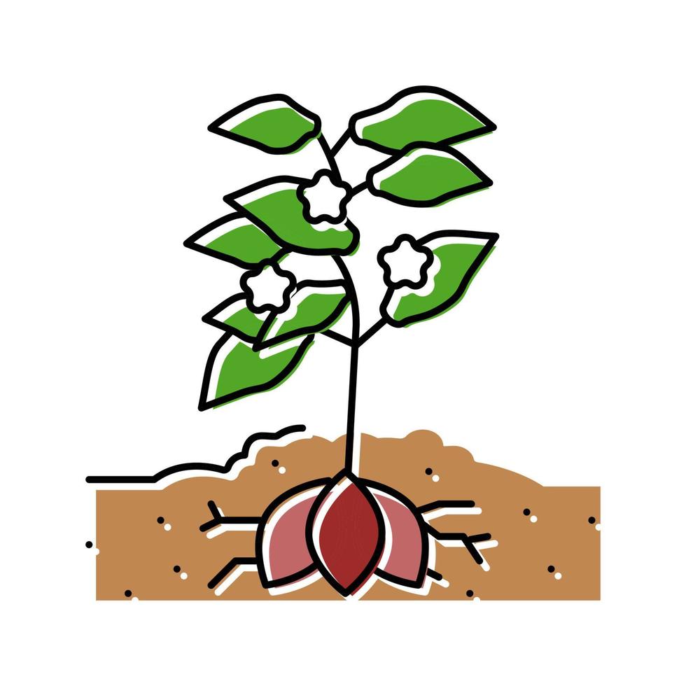 Pflanze Süßkartoffel Farbe Symbol Vektor Illustration