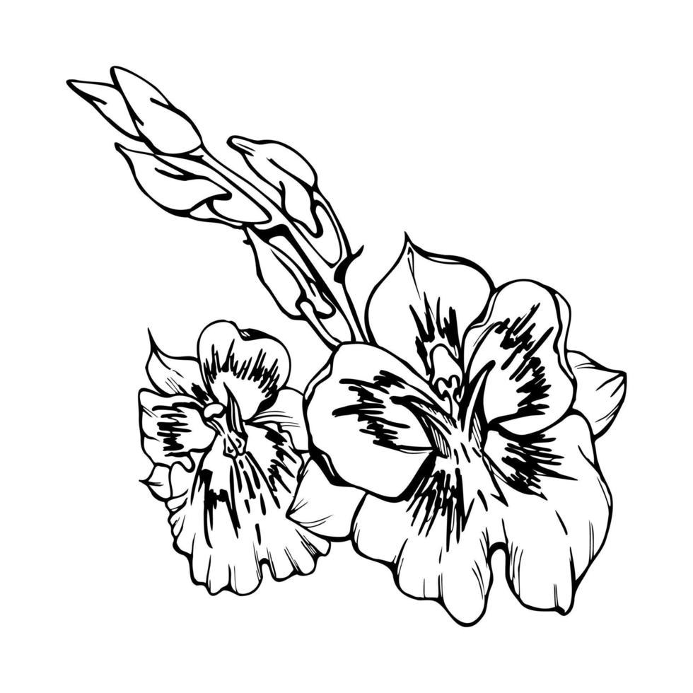 hand dragen vektor bläck orkide blommor, stjälkar, löv, svartvit, detaljerad översikt. sammansättning med grenar. isolerat på vit bakgrund. design för vägg konst, bröllop, skriva ut, tatuering, omslag, kort.
