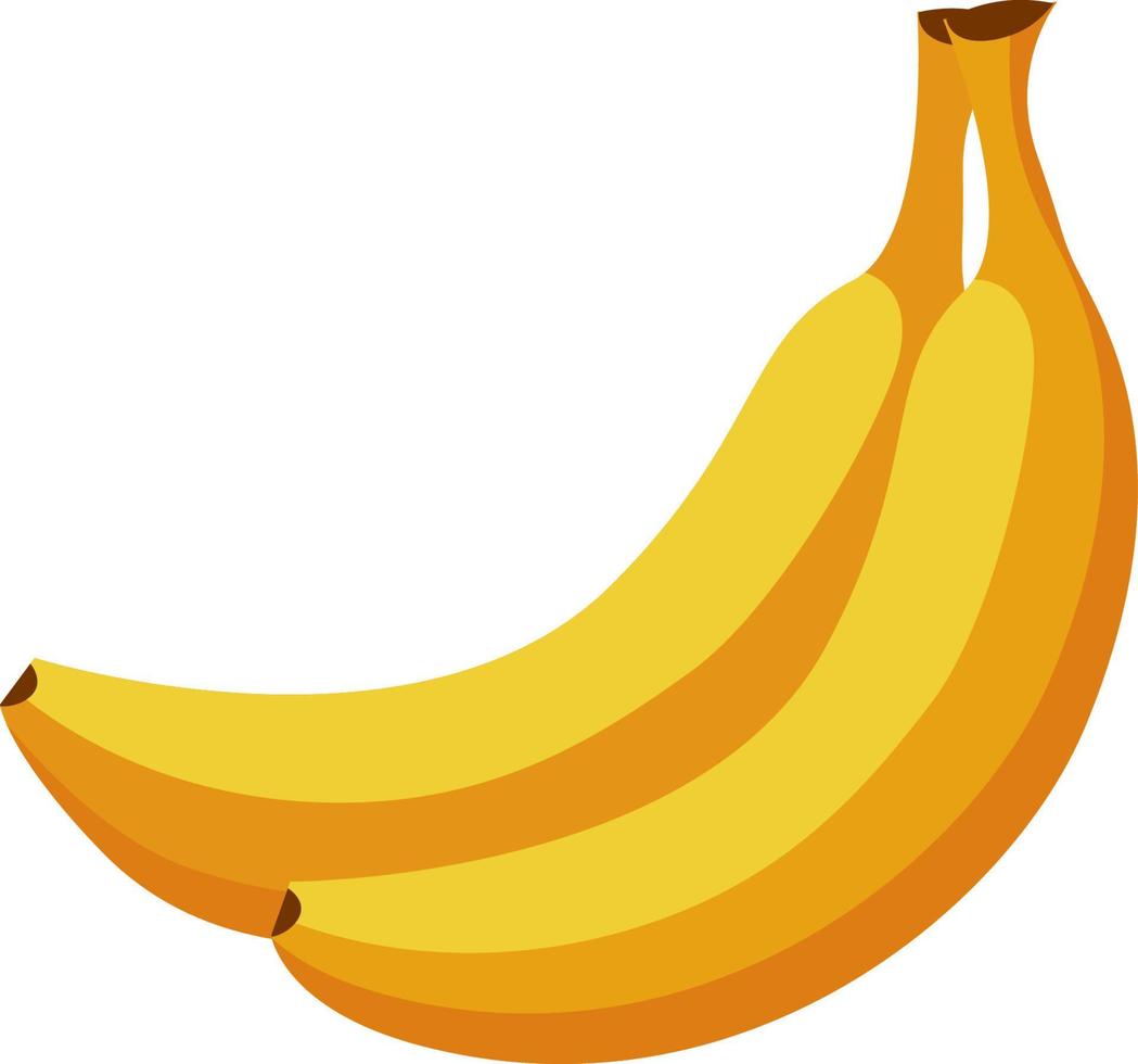 gott naturlig färsk tropisk banan frukt specerier vektor