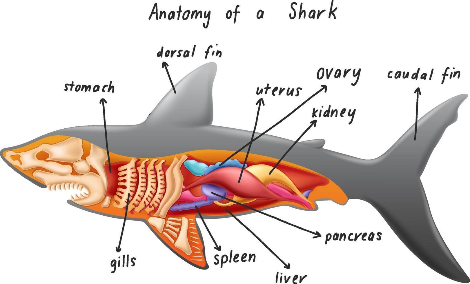 Anatomie eines Hais vektor