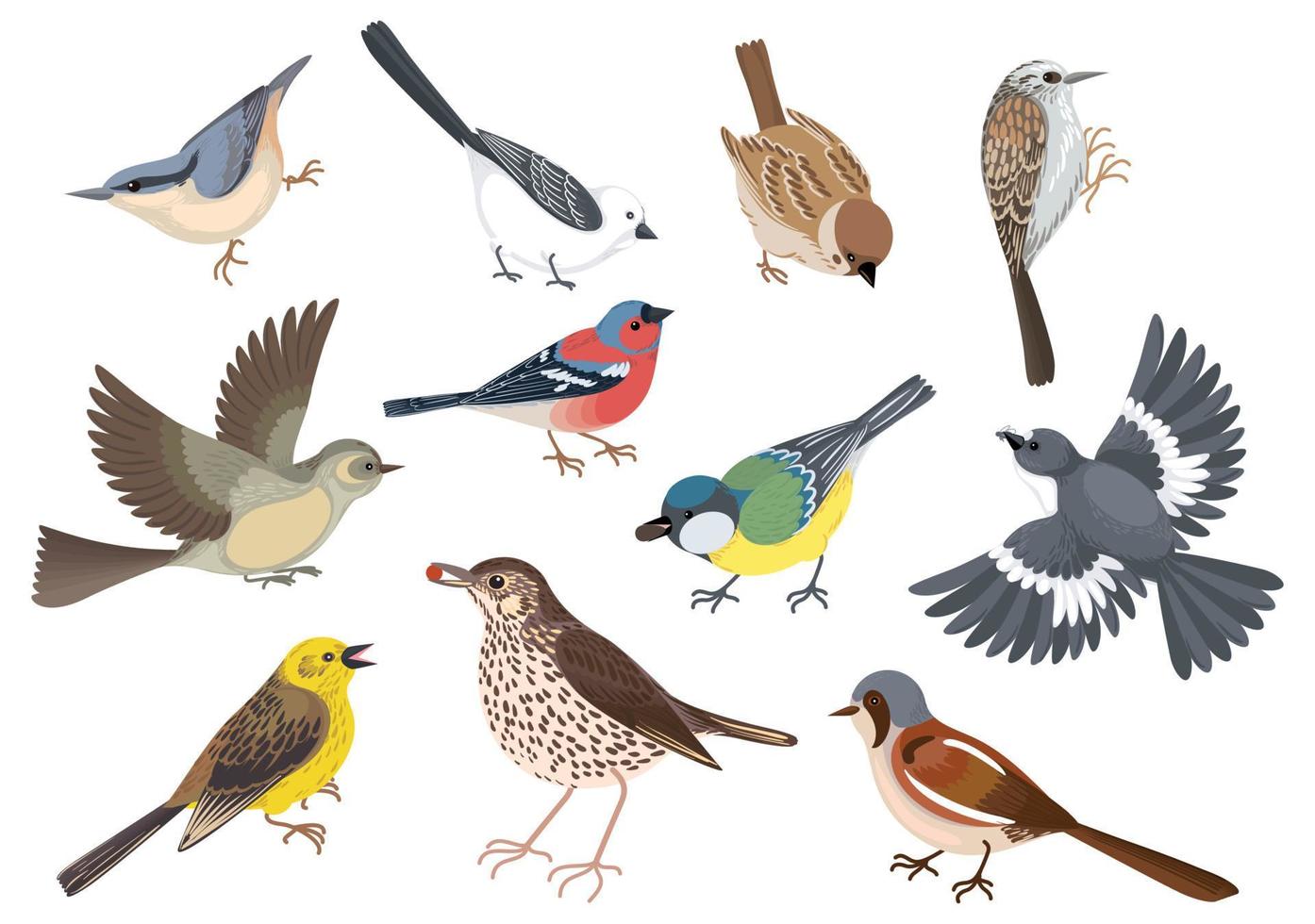 Karikatur Vögel Symbol einstellen vektor