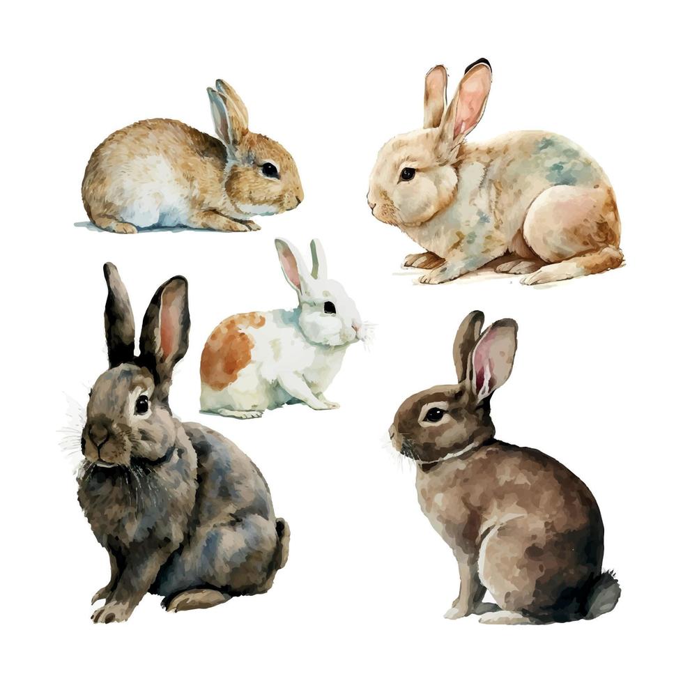 Aquarell Illustration von ein süß flauschige grau Hase im ein Weiß Hintergrund vektor