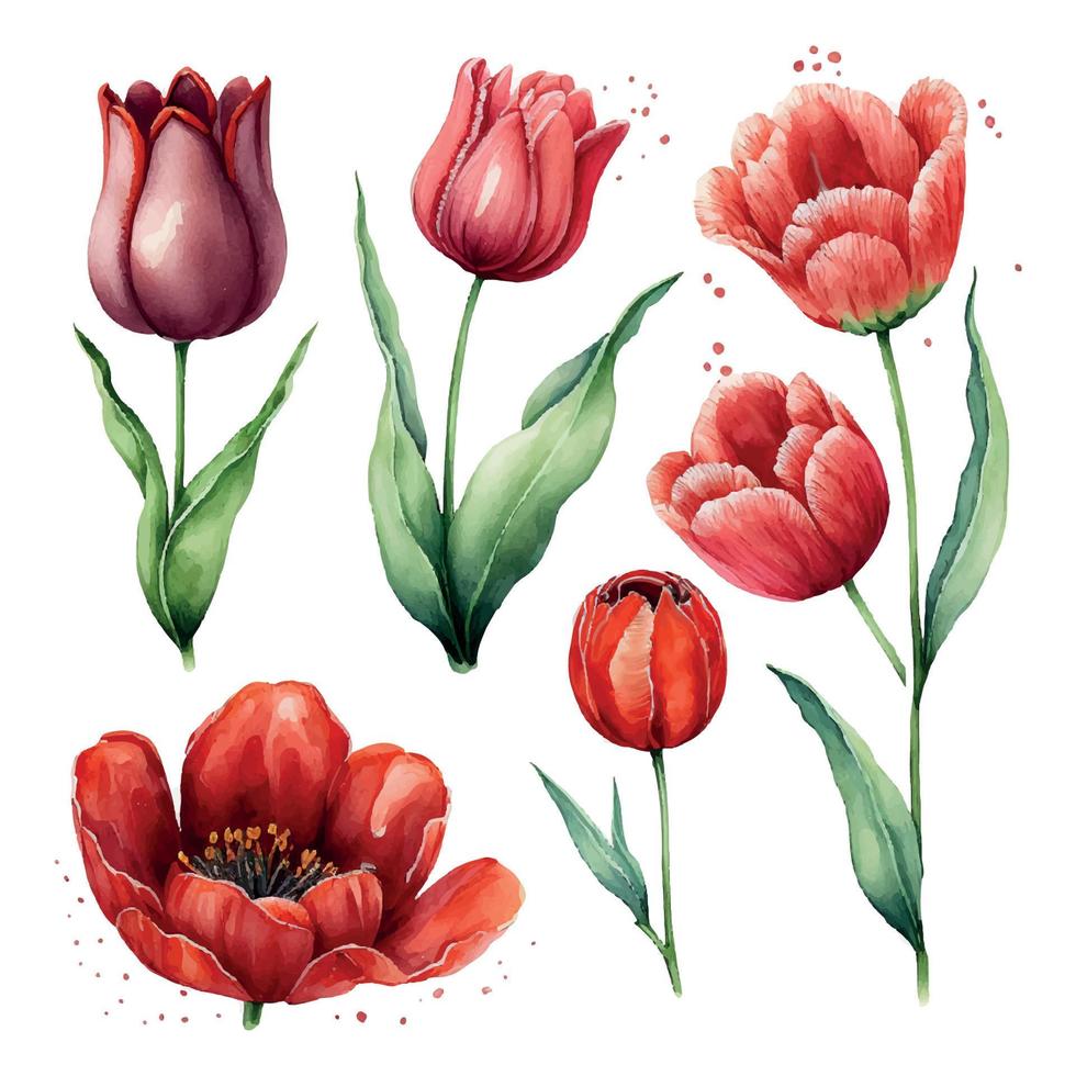 illustration av vattenfärg hand dragen uppsättning av färgrik röd tulpaner bukett isolerat på vit bakgrund. vår blommor. kort för mödrar dag, 8 Mars, bröllop. vektor