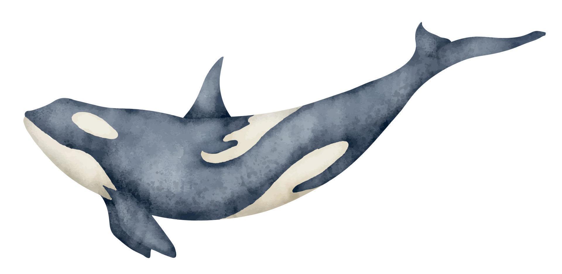 Aquarell Illustration von schwarz Mörder Wal. Hand gezeichnet Illustration von Orca auf isoliert Hintergrund. schön realistisch unter Wasser Säugetier Meer Tier. Zeichnung von orcinus zum groß Poster oder Zoologie vektor