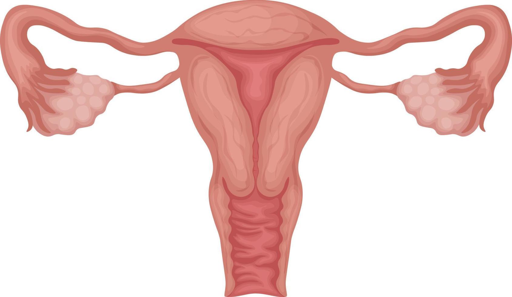 Gebärmutter. weiblich Genitalien. anatomisch Darstellung von ein Frau s reproduktiv System. Mensch intern Organe. Vektor Illustration isoliert auf ein Weiß Hintergrund