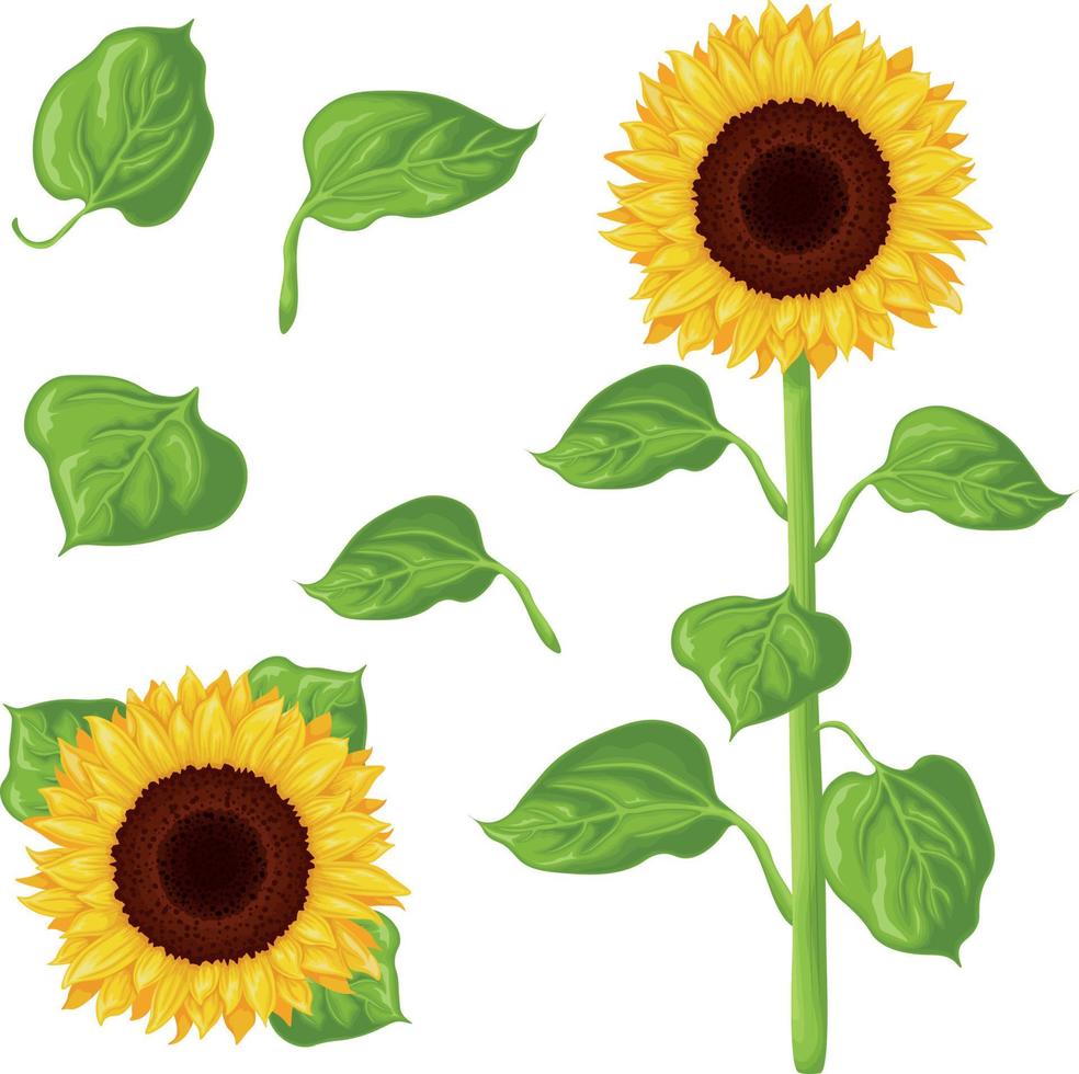 solros. bild av en solros. de stam och blomma av en solros med grön löv. vektor illustration isolerat på en vit bakgrund