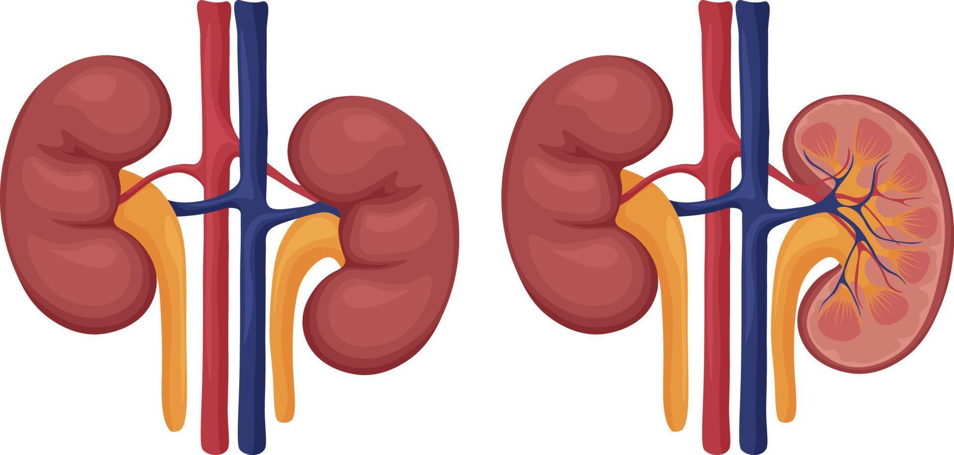 mänsklig njurar. de bild av mänsklig njurar hela och i sektion. inre organ. mänsklig anatomi. vektor illustration