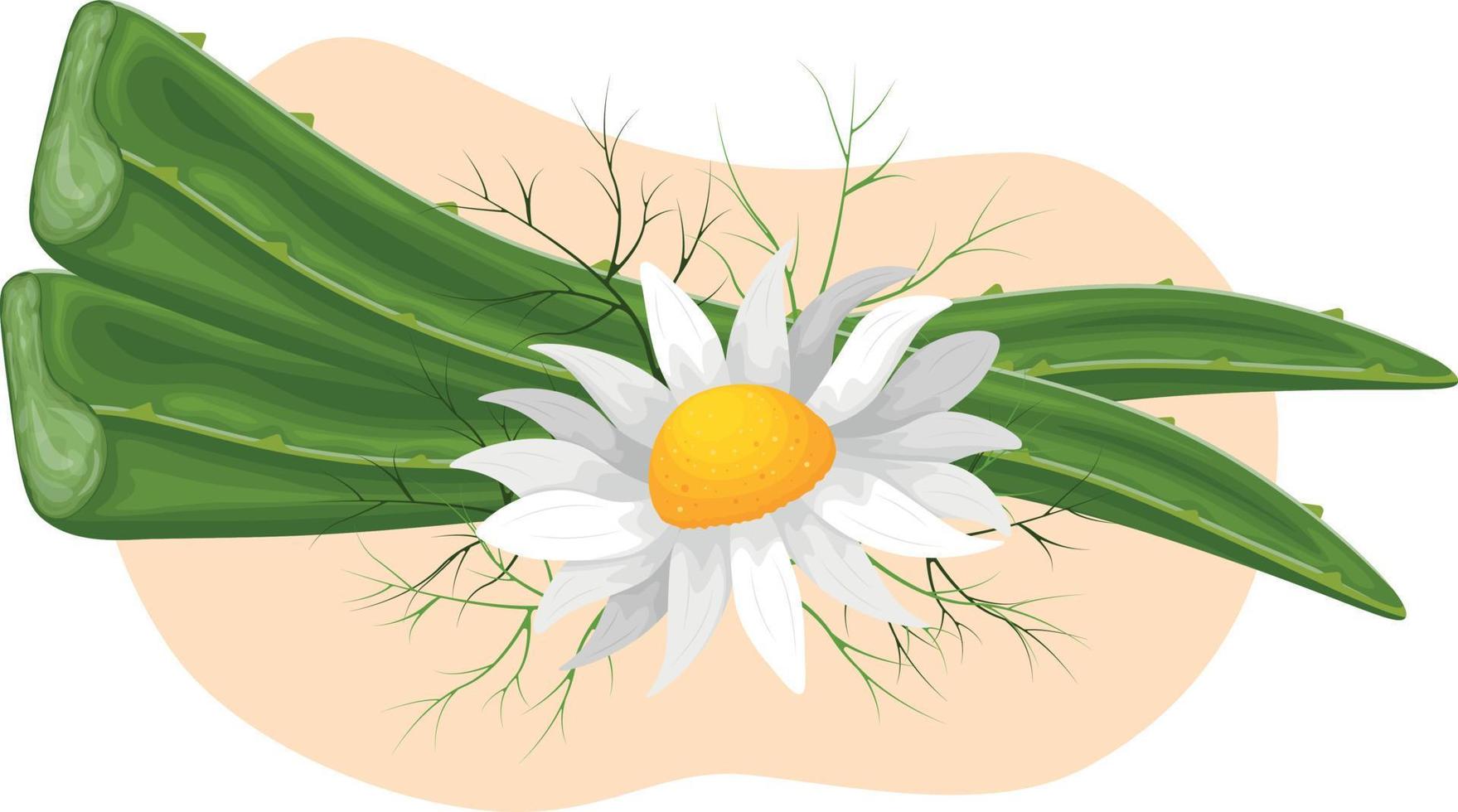 aloe-vera. aloe löv med kamomill blommor. medicinsk växt. en växt för kosmetika. vektor illustration.