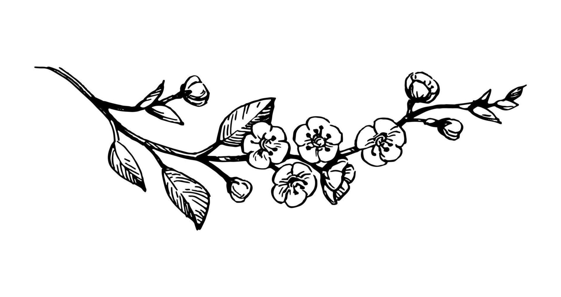 blomning körsbär gren. blommor och löv. bläck skiss isolerat på vit bakgrund. hand dragen vektor illustration. årgång stil stroke teckning.