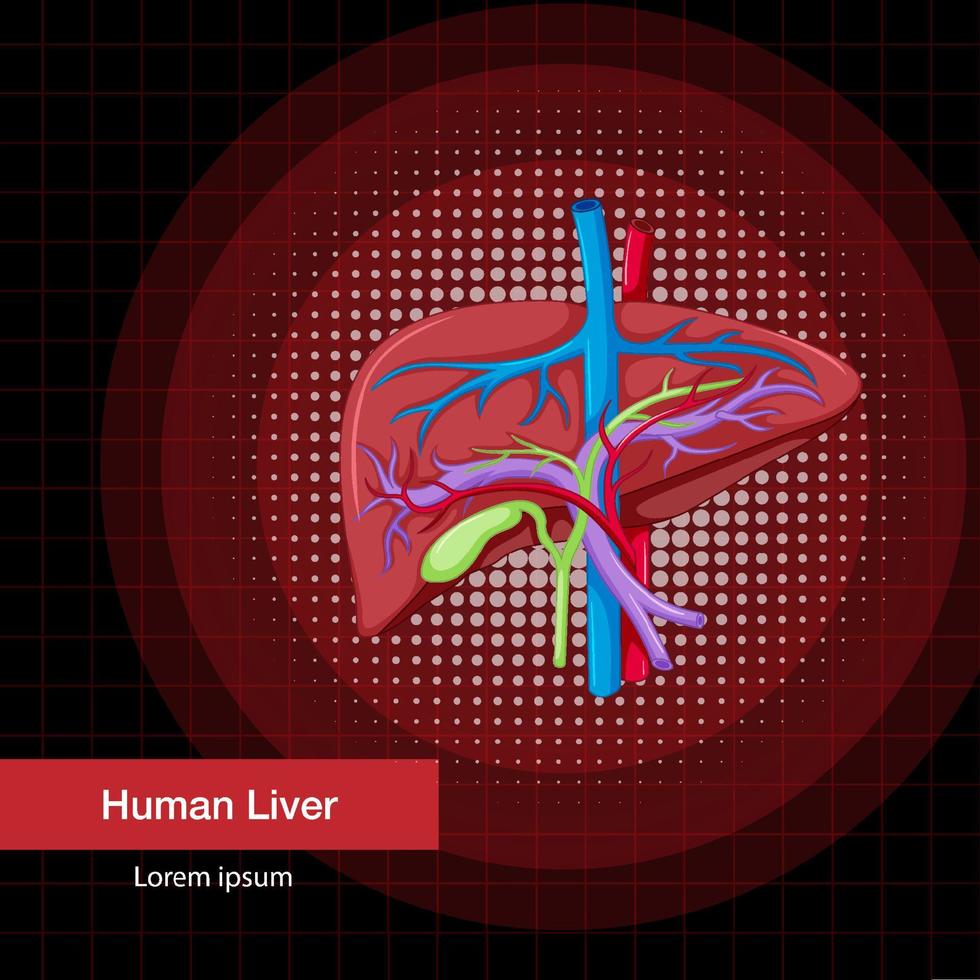 mänskligt inre organ med lever vektor
