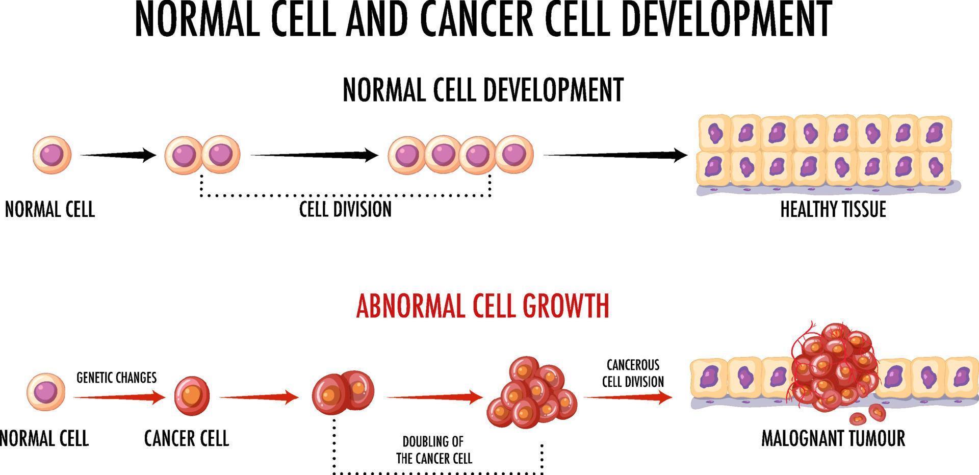 diagram som visar normal och cancercell vektor