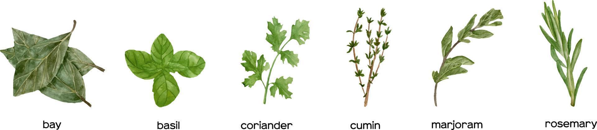 vattenfärg samling av färsk örter grön basilika, rosmarin, kummin, timjan, bukt löv. kök örter och kryddor baner vektor