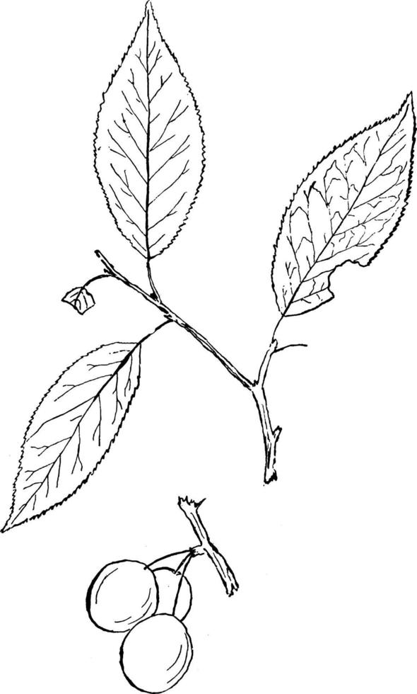 släkte prunus l. körsbär, plommon årgång illustration. vektor