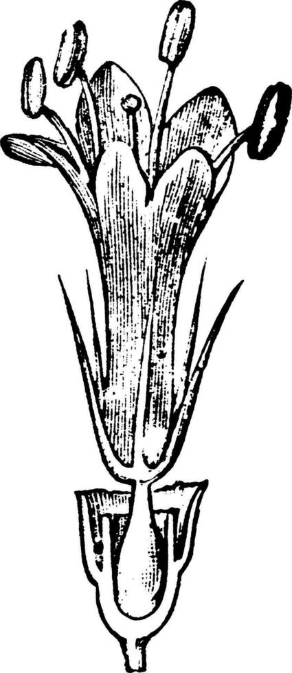 Rochen, Blümchen, Feld, Witwenblume, Knautia, Arvensis, Staude, Pflanzenweinleseillustration. vektor