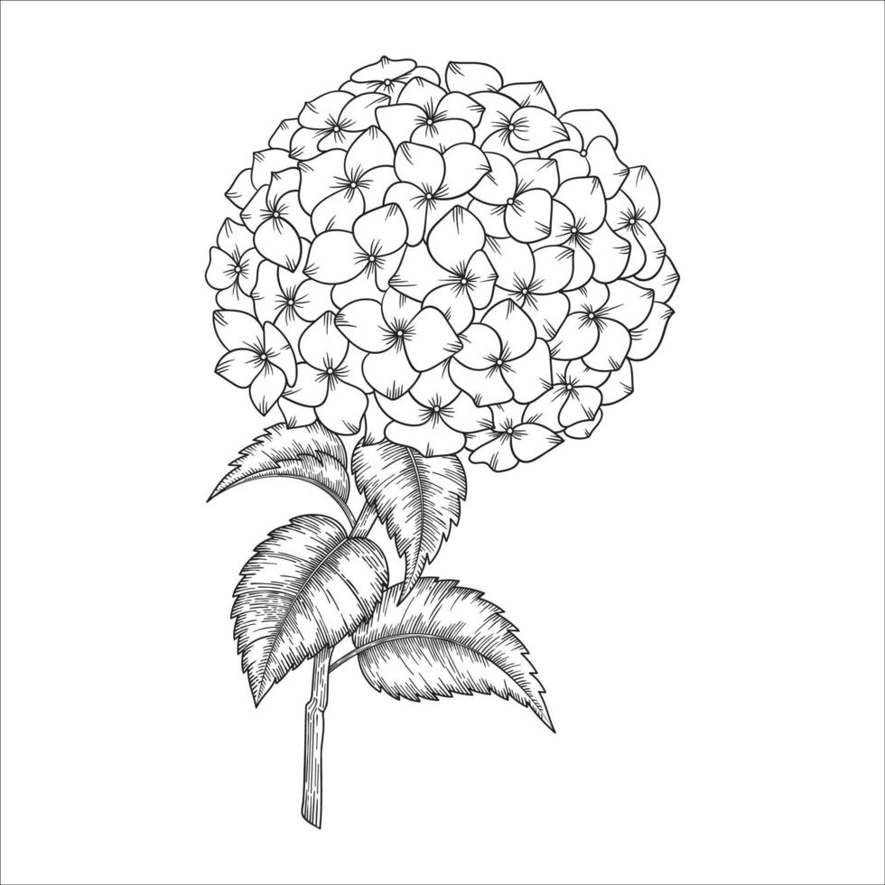 Hand gezeichnete Hortensienblume und Blätterzeichnung lokalisiert auf weißem Hintergrund. vektor