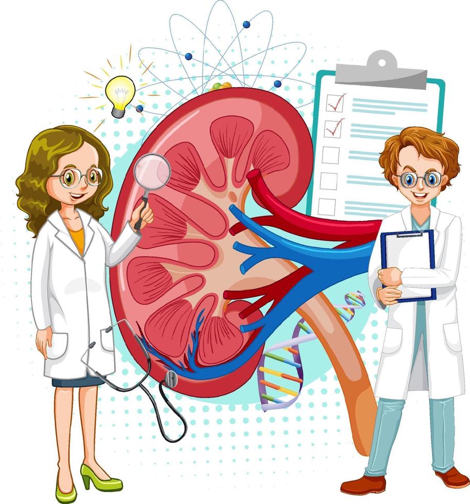 Arzt und menschliche Nierenanatomie auf weißem Hintergrund vektor