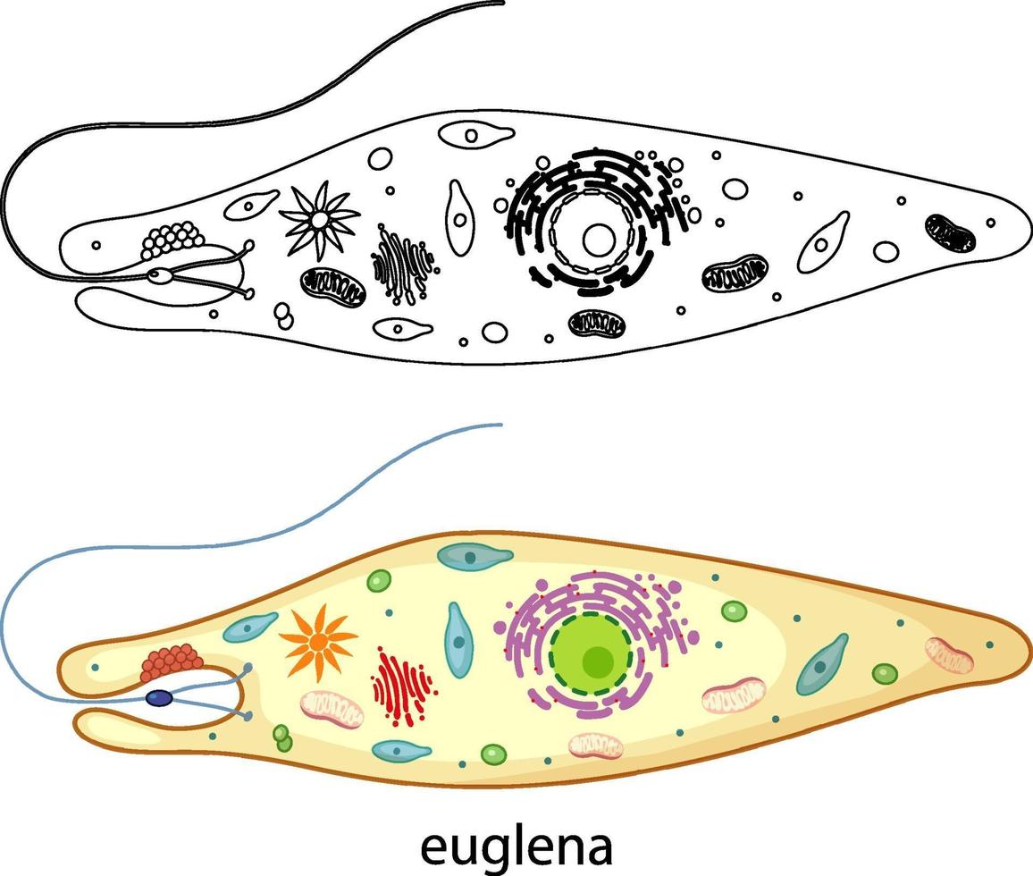 Euglena in Farbe und Gekritzel auf weißem Hintergrund vektor