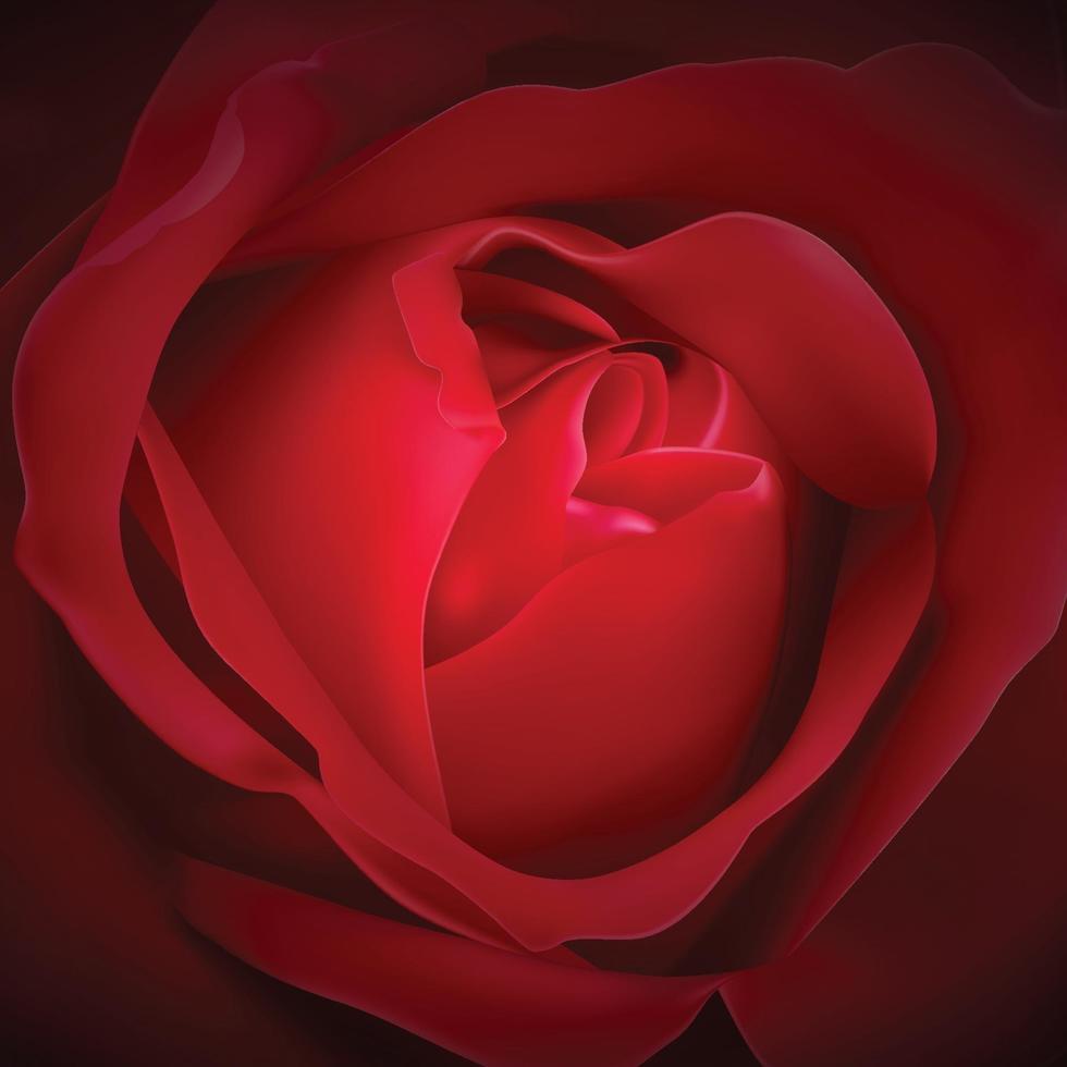 glad alla hjärtans dag, mall med vacker röd ros bakgrund. vektor och illustration.