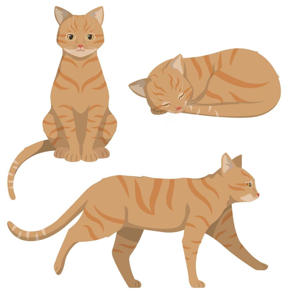 rödhårig katt i olika poser. vektor