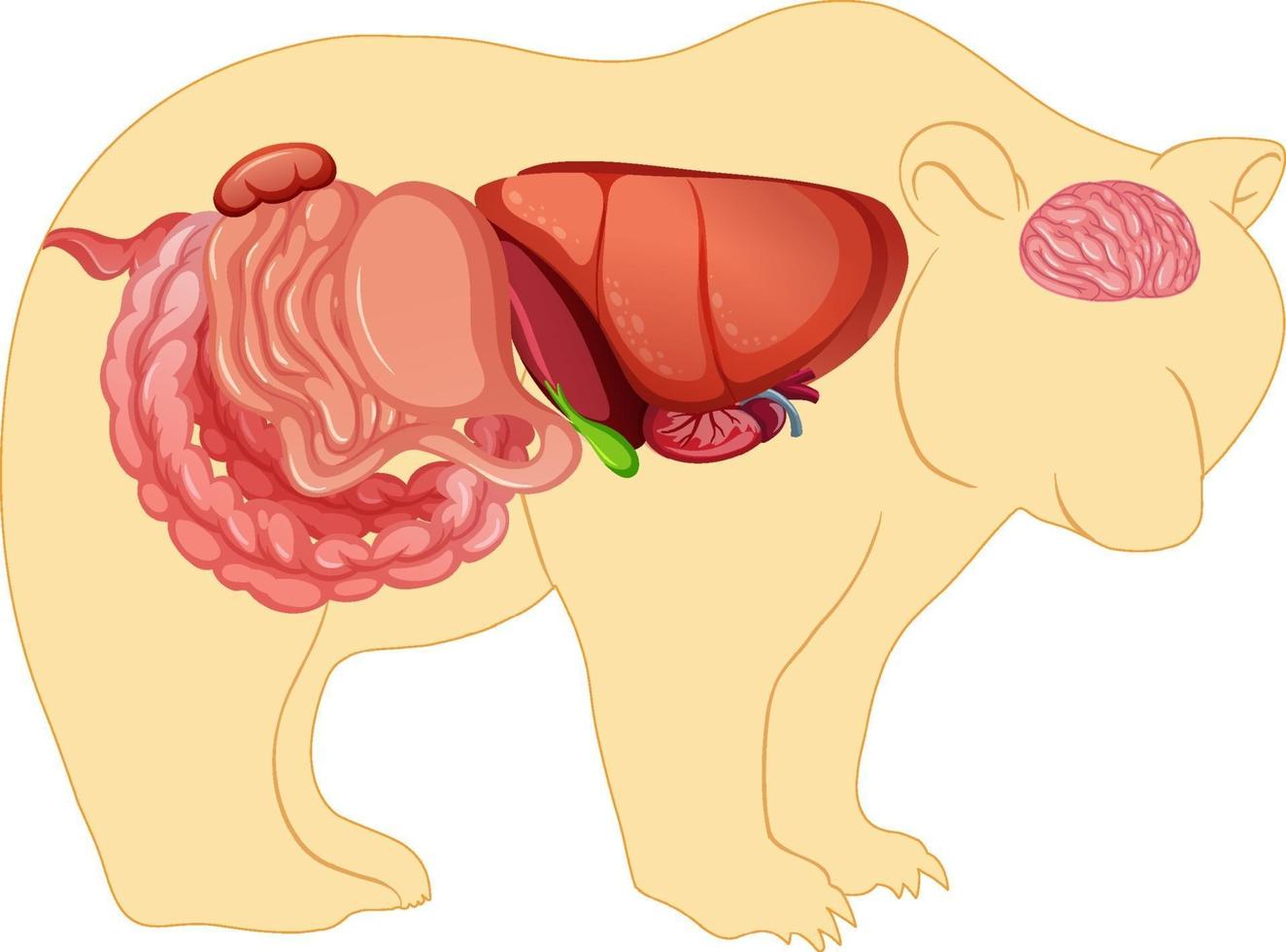 Anatomie des Wildbären isoliert vektor