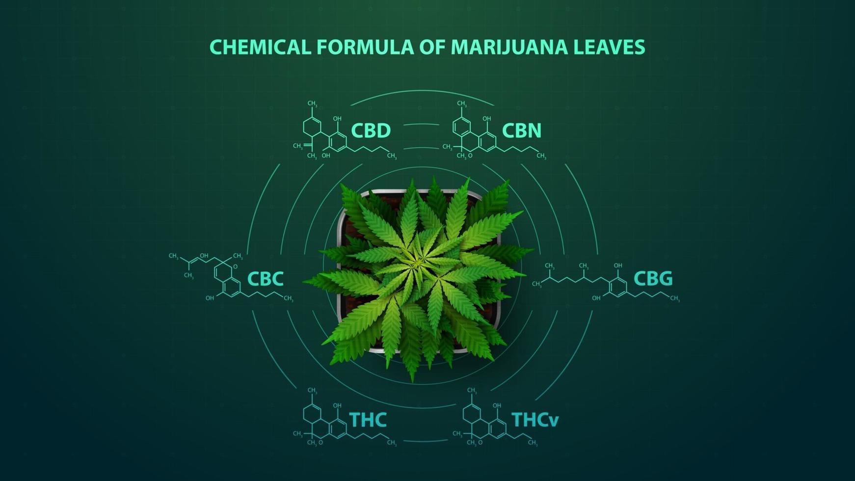grünes Plakat mit chemischen Formeln der natürlichen Cannabinoide. Cannabispflanze mit Infografik chemischer Formeln von Cannabinoiden im digitalen Stil vektor
