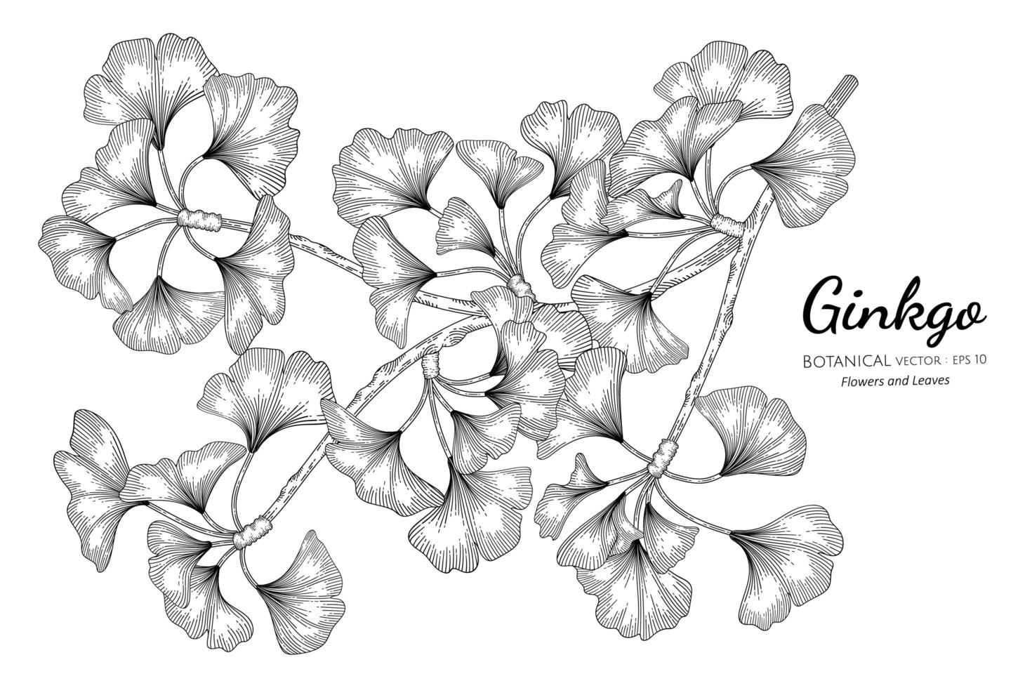 ginkgo handritad botanisk illustration med konturteckningar på vit bakgrund. vektor