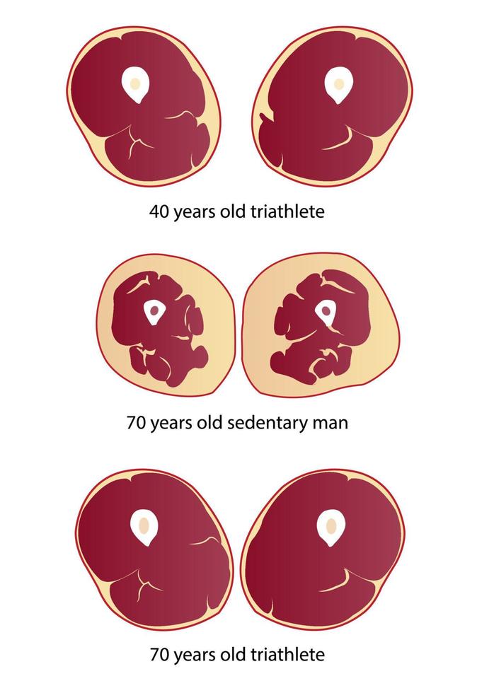 jämförelse av muskel massa och styrka vektor illustration isolerat på vit bakgrund.